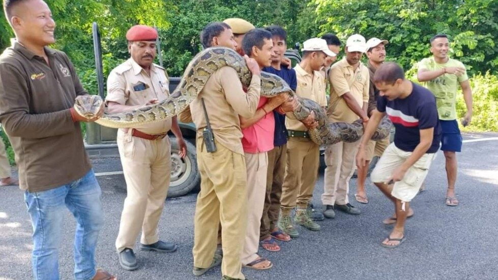 Giant 18-Foot Python Rescued from Assam Tea Garden: A Marvelous Wildlife Endeavor