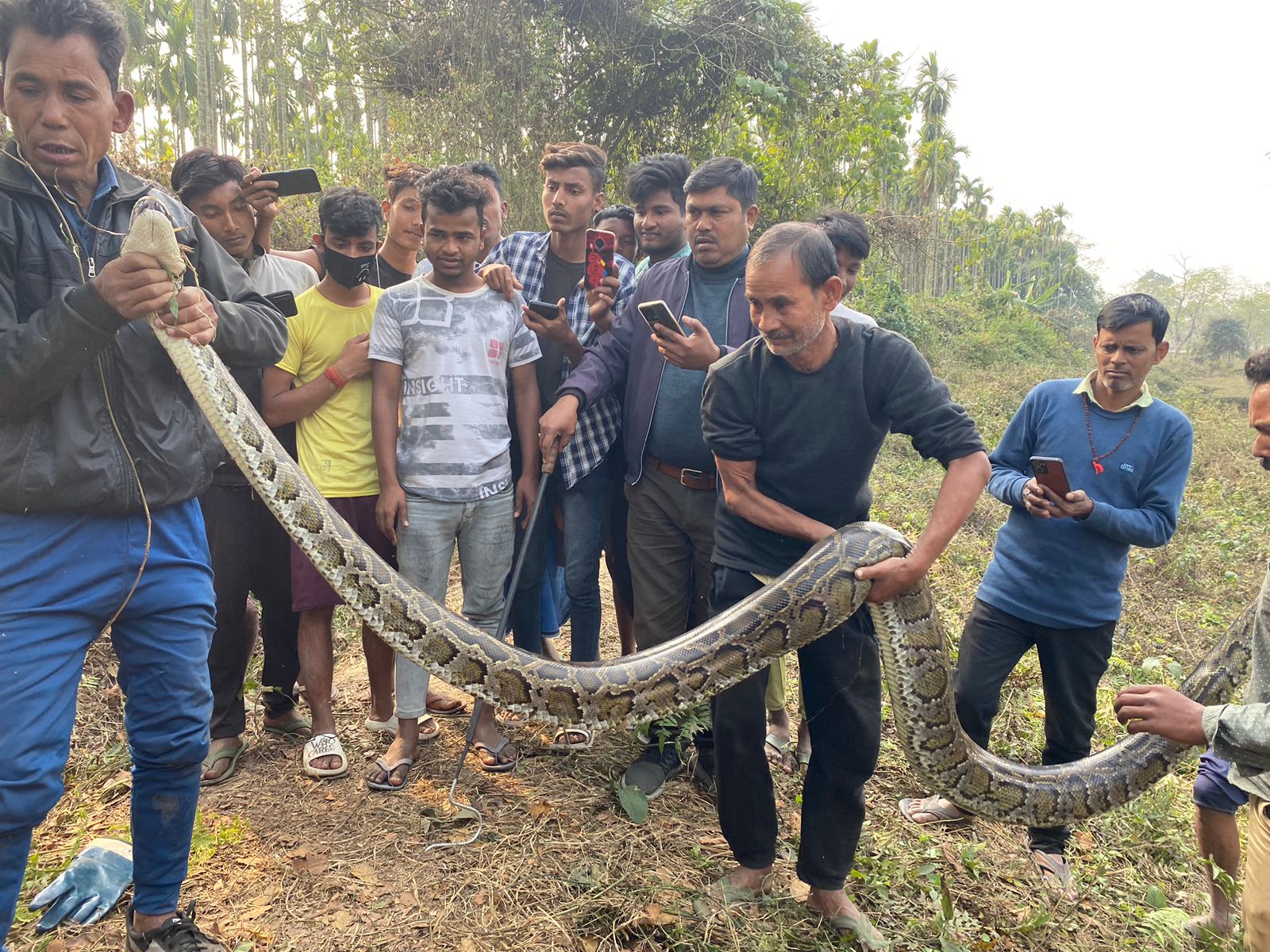 Giant 18-Foot Python Rescued from Assam Tea Garden: